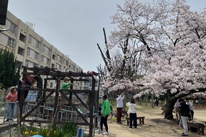 助松公園の桜