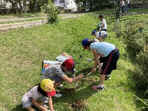 ヒマワリの種まき