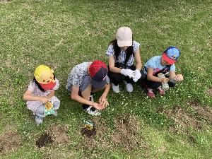 ヒマワリの種まき２