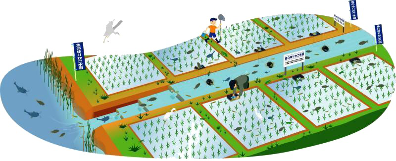 魚のゆりかご水田米