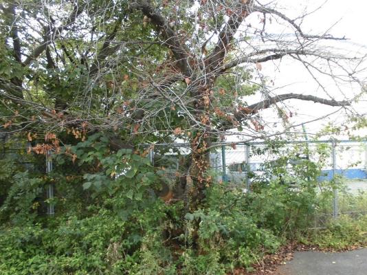 食害を受けて枯死したサクラ