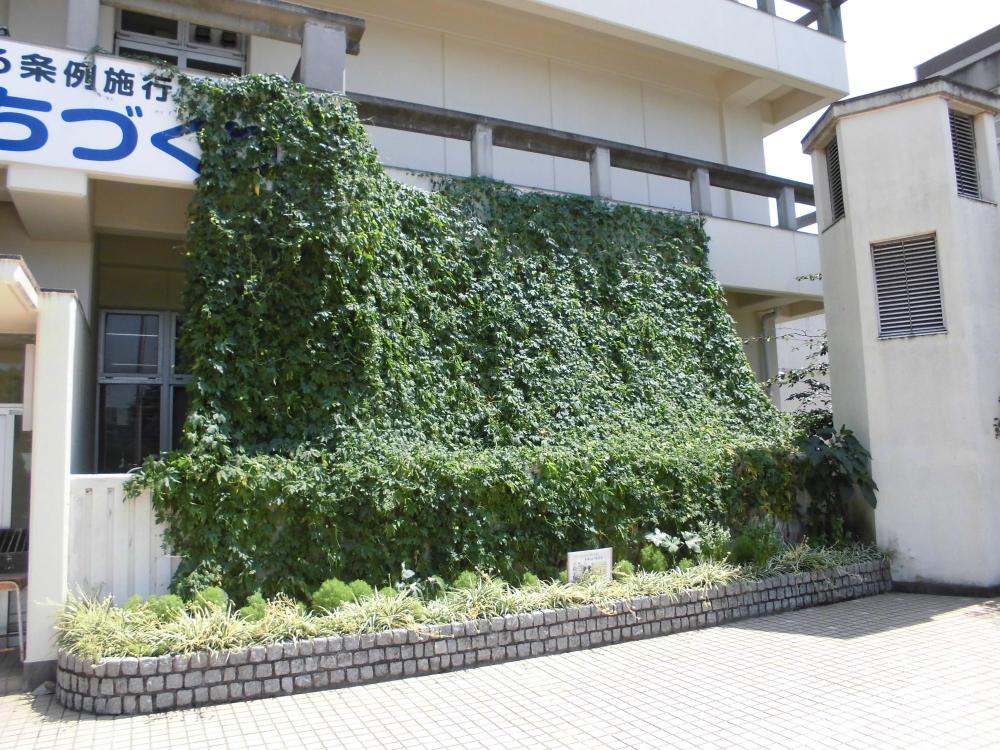 緑のカーテン（泉大津市役所）