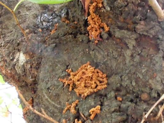 うどん状に固まるフラス