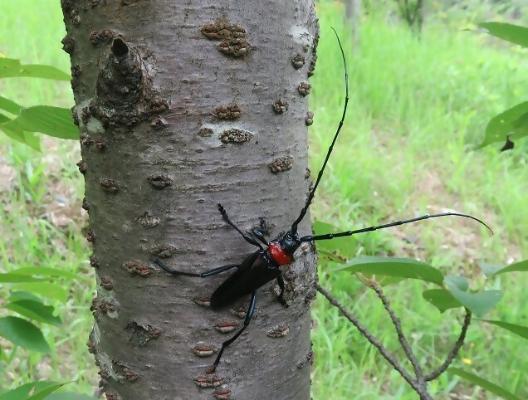 クビアカツヤカミキリの成虫