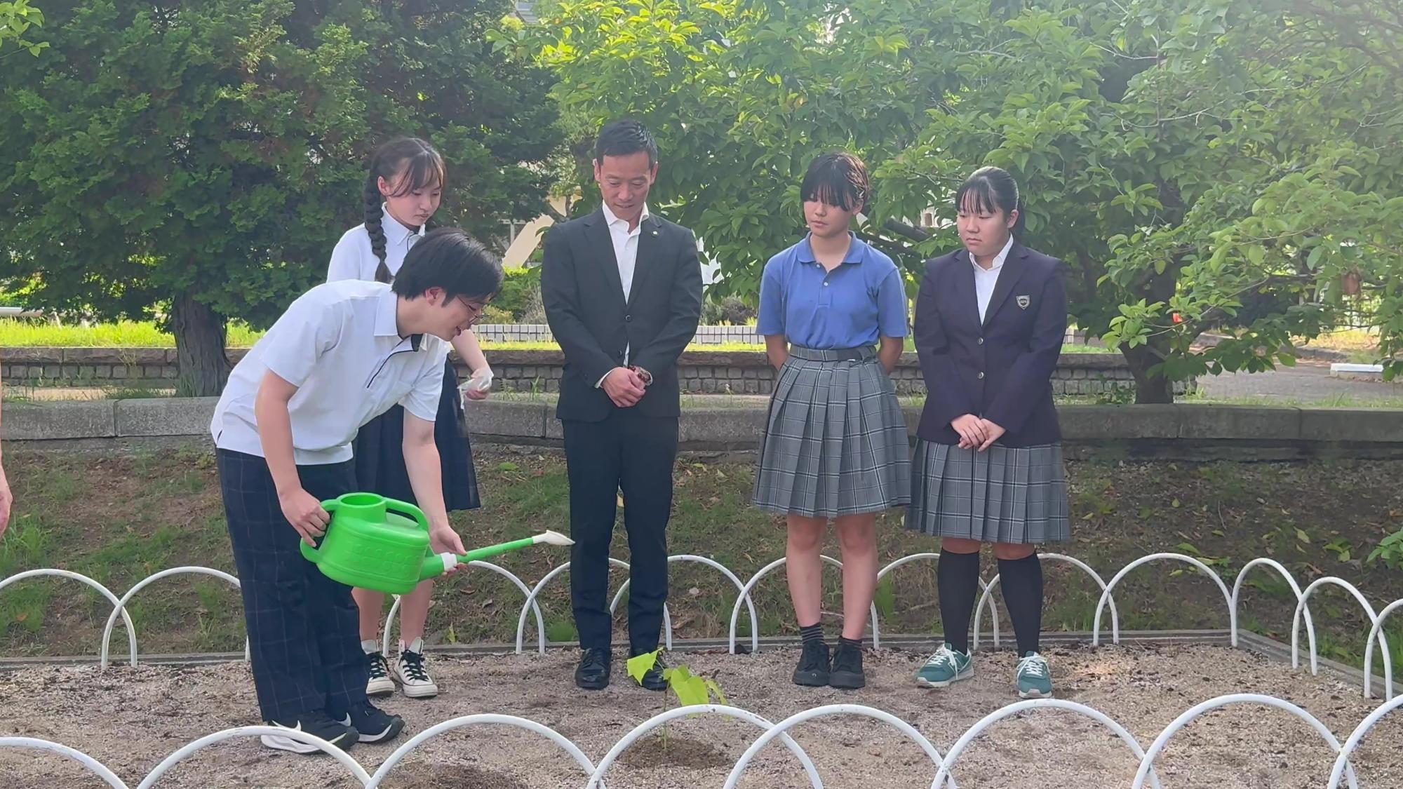 アオギリ水やり風景