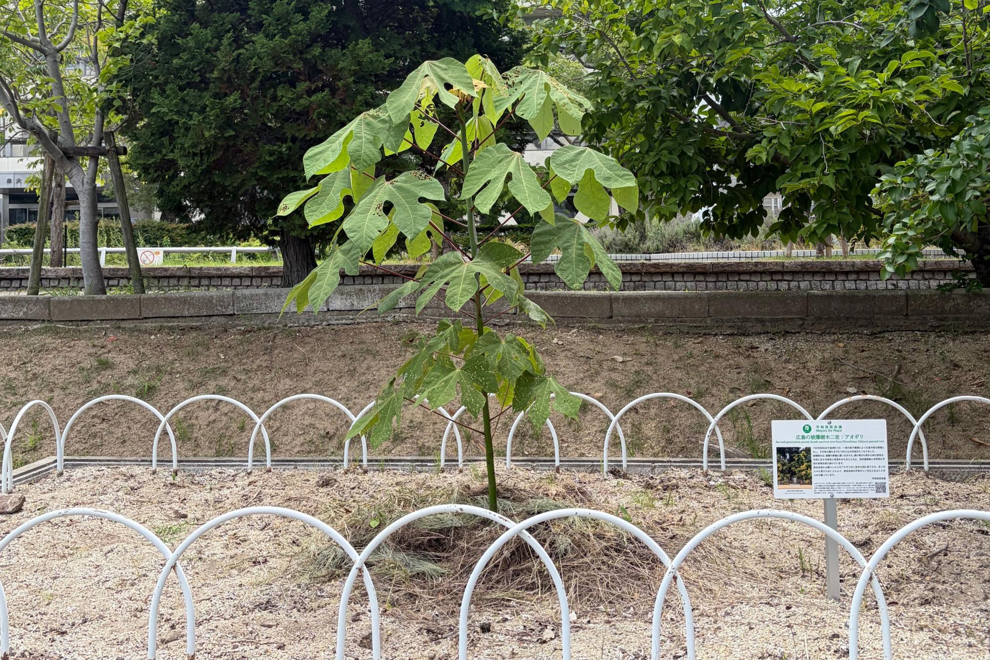 植樹から1年経過したアオギリ