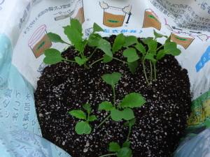 種まきから約3週間