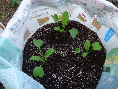 間引き後の様子