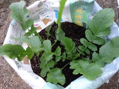 大根の生長の様子