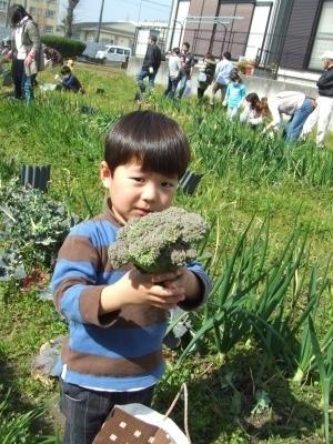 こんなに大きなブロッコリーが採れたよ！