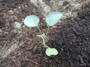 ブロッコリーの苗