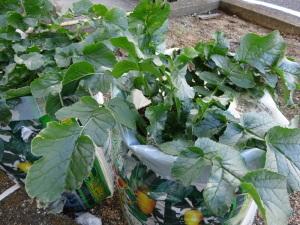 大根栽培の様子