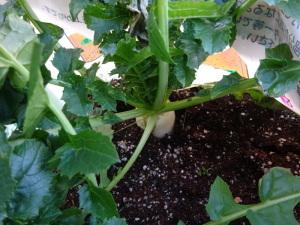 大根栽培の様子