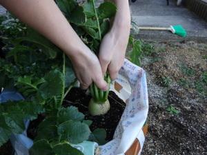 大根収穫の様子