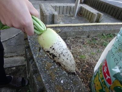 大根収穫しました