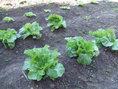 白菜の生長