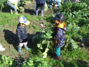 収穫する子ども