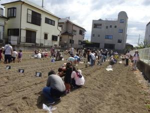 植え付け祭の様子
