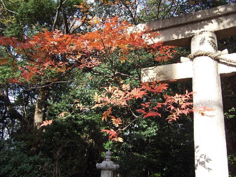 ハゼノキ（曾禰神社）