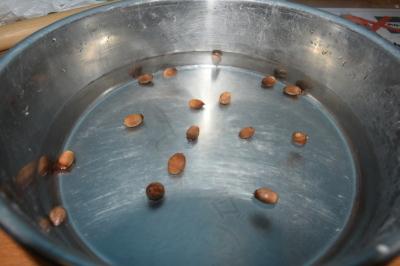 どんぐりを水へ