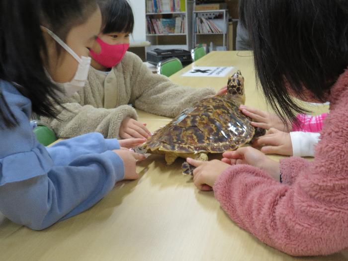 カメの標本に触れてみる