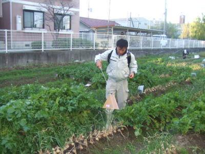 玉ねぎに農薬をまく様子