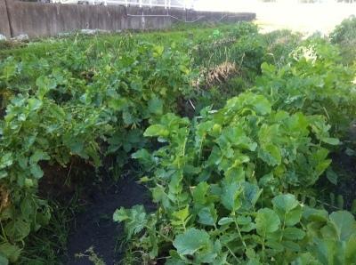 11月末の畑の様子