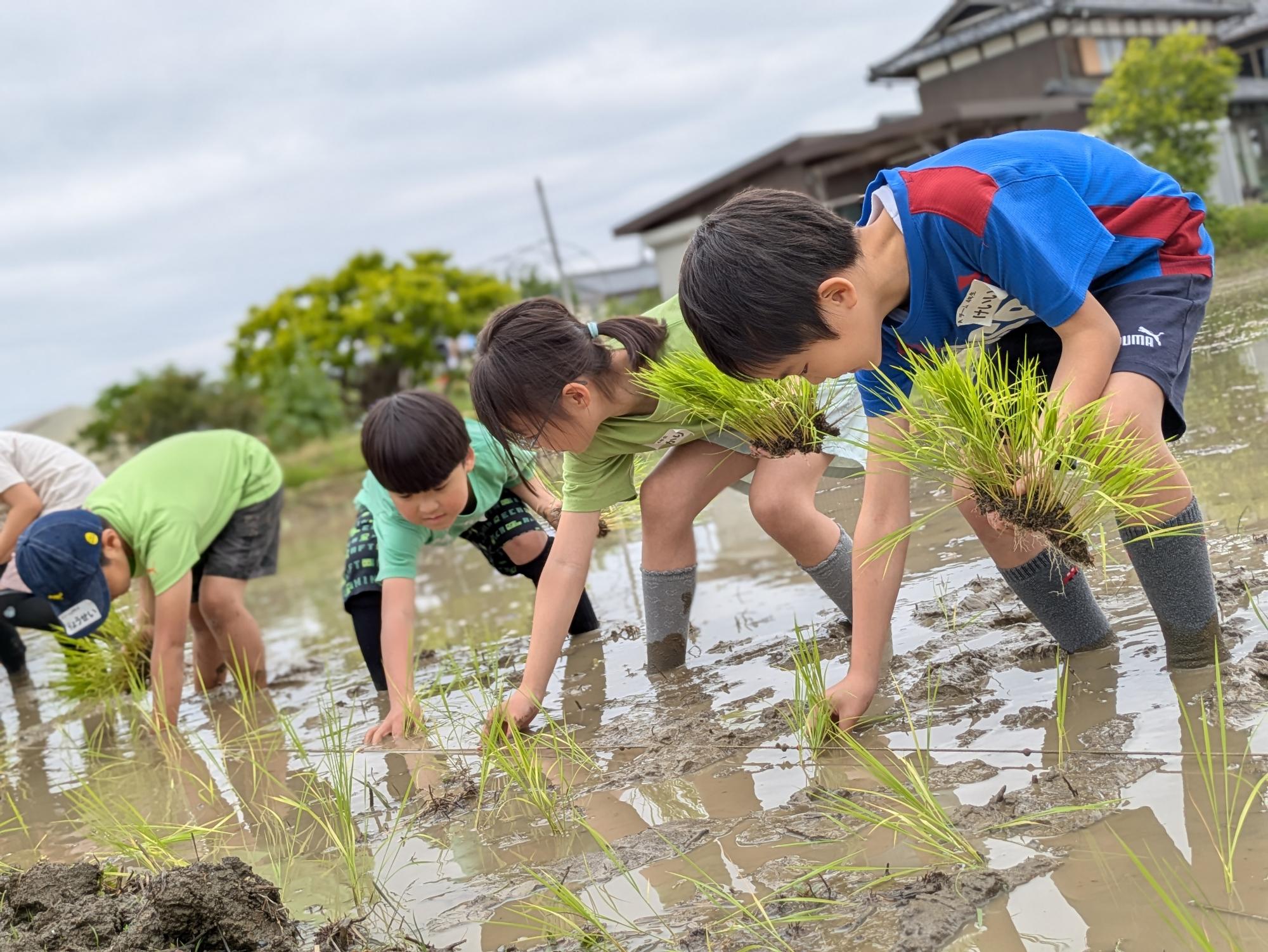 田植えをするこどもたち