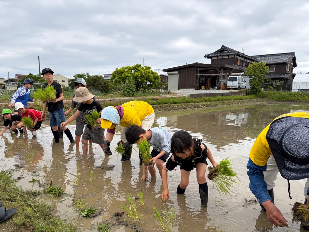 田植えをするこどもたち
